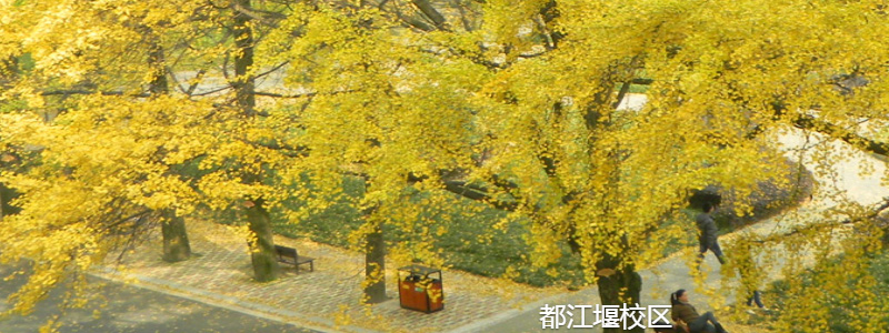 2024四川農(nóng)業(yè)大學(xué)湖北體育類分專業(yè)錄取分?jǐn)?shù)線和最低位次 最低599